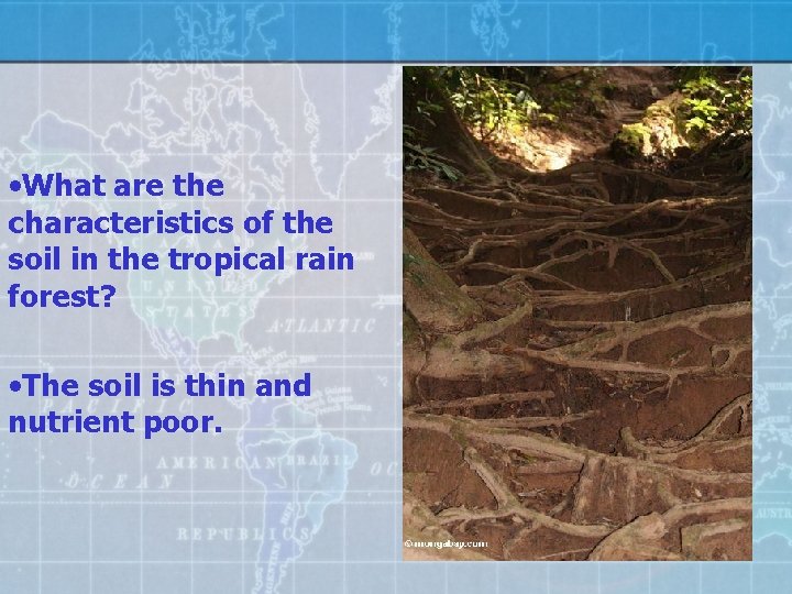  • What are the characteristics of the soil in the tropical rain forest?