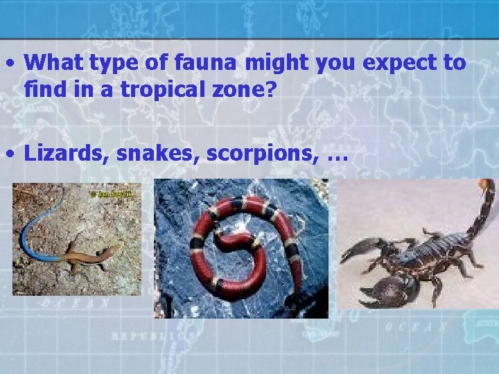  • What type of fauna might you expect to find in a tropical