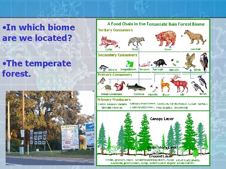  • In which biome are we located? • The temperate forest. 