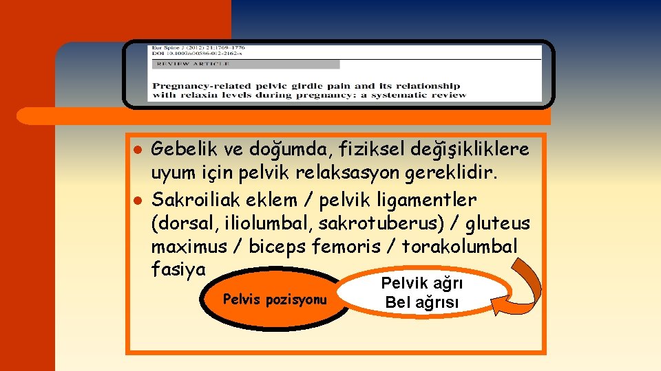 l l Gebelik ve doğumda, fiziksel değişikliklere uyum için pelvik relaksasyon gereklidir. Sakroiliak eklem