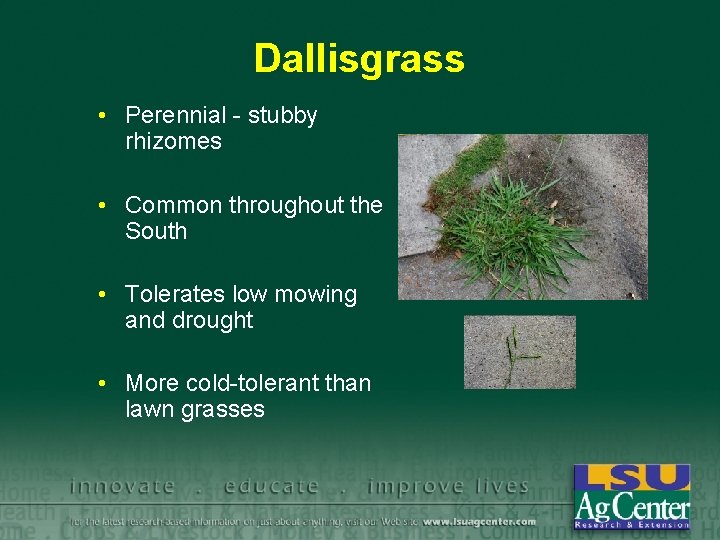 Dallisgrass • Perennial - stubby rhizomes • Common throughout the South • Tolerates low