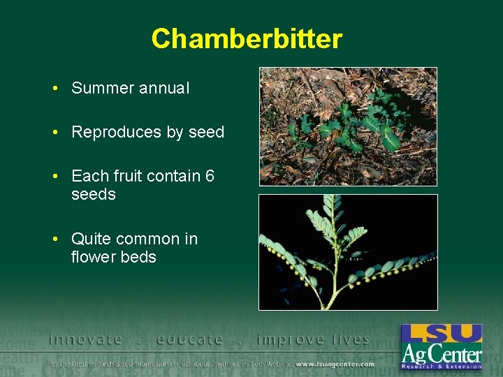 Chamberbitter • Summer annual • Reproduces by seed • Each fruit contain 6 seeds