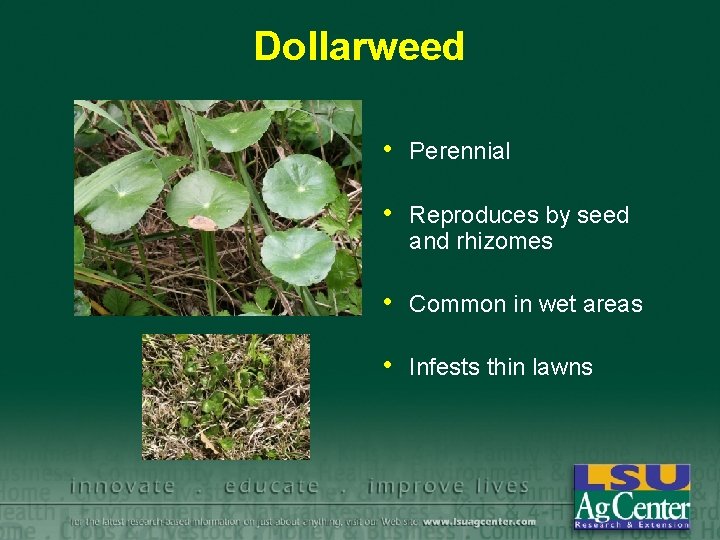 Dollarweed • Perennial • Reproduces by seed and rhizomes • Common in wet areas