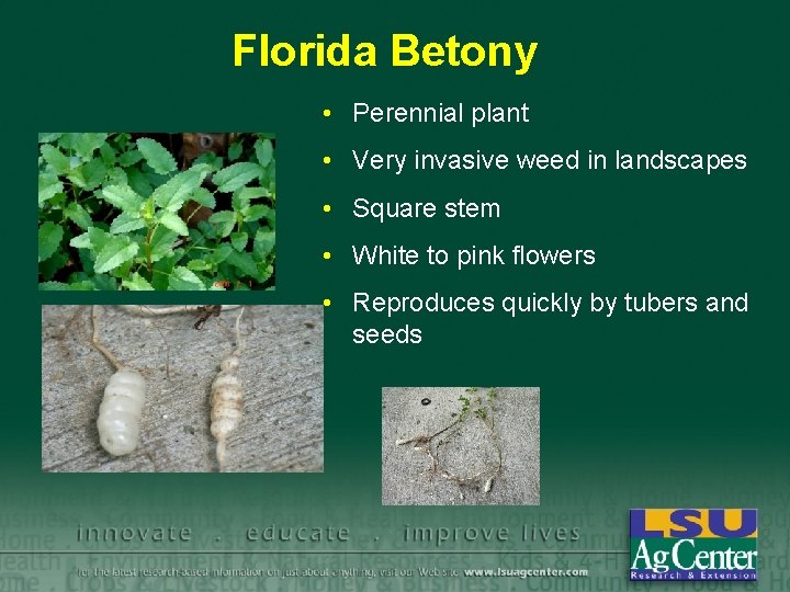 Florida Betony • Perennial plant • Very invasive weed in landscapes • Square stem