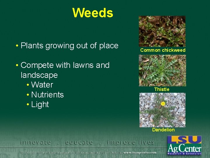 Weeds • Plants growing out of place • Compete with lawns and landscape •
