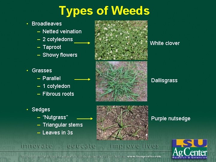 Types of Weeds • Broadleaves – Netted veination – 2 cotyledons – Taproot –