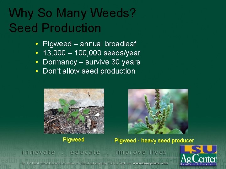 Why So Many Weeds? Seed Production • • Pigweed – annual broadleaf 13, 000