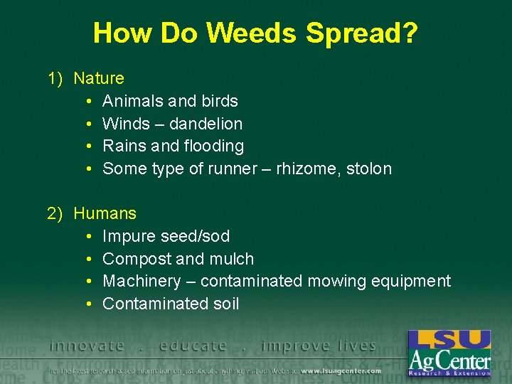 How Do Weeds Spread? 1) Nature • Animals and birds • Winds – dandelion