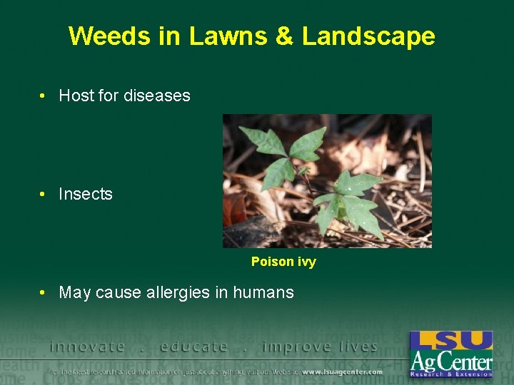 Weeds in Lawns & Landscape • Host for diseases • Insects Poison ivy •