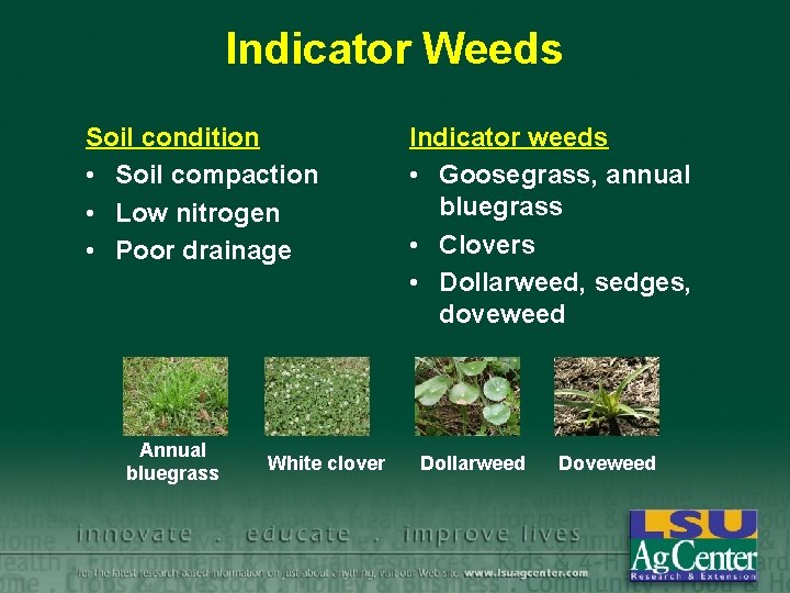 Indicator Weeds Soil condition • Soil compaction • Low nitrogen • Poor drainage Annual