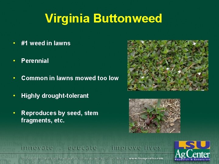 Virginia Buttonweed • #1 weed in lawns • Perennial • Common in lawns mowed