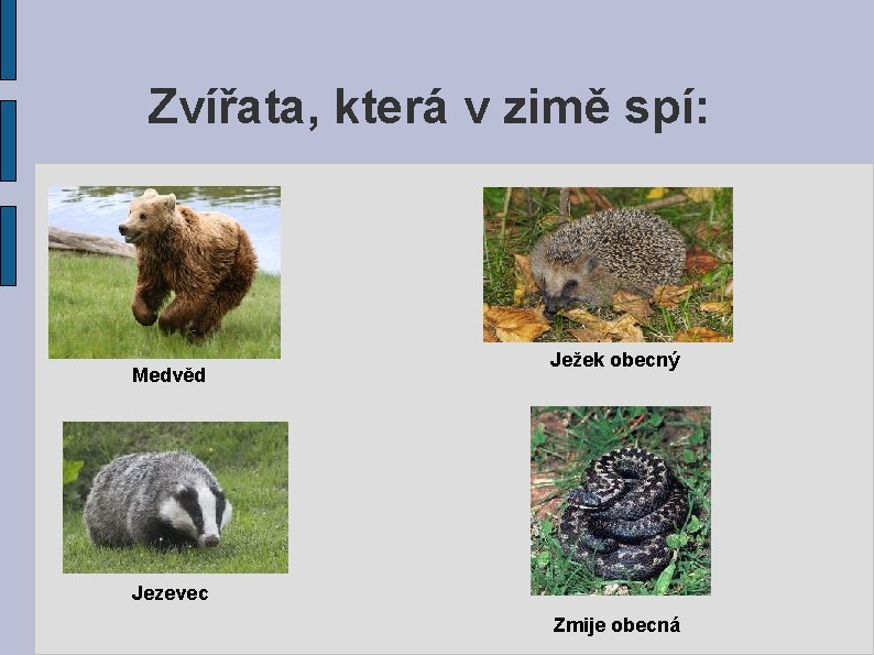 Zvířata, která v zimě spí: Medvěd Ježek obecný Jezevec Zmije obecná 