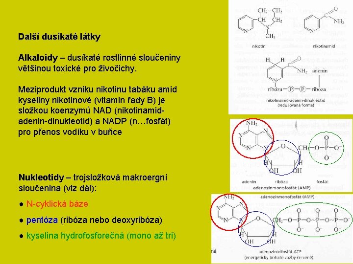 Další dusíkaté látky Alkaloidy – dusíkaté rostlinné sloučeniny většinou toxické pro živočichy. Meziprodukt vzniku