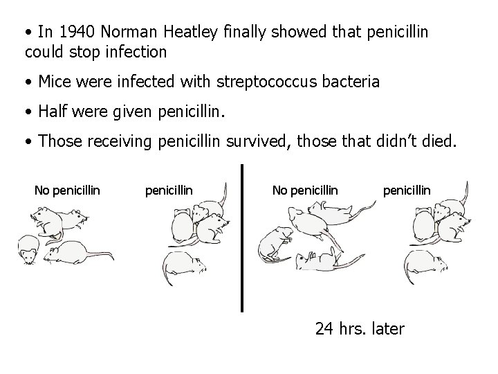  • In 1940 Norman Heatley finally showed that penicillin could stop infection •