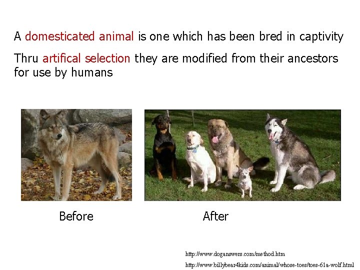 A domesticated animal is one which has been bred in captivity Thru artifical selection