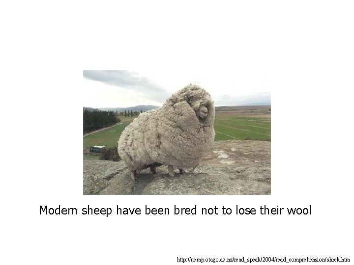 Modern sheep have been bred not to lose their wool http: //nemp. otago. ac.