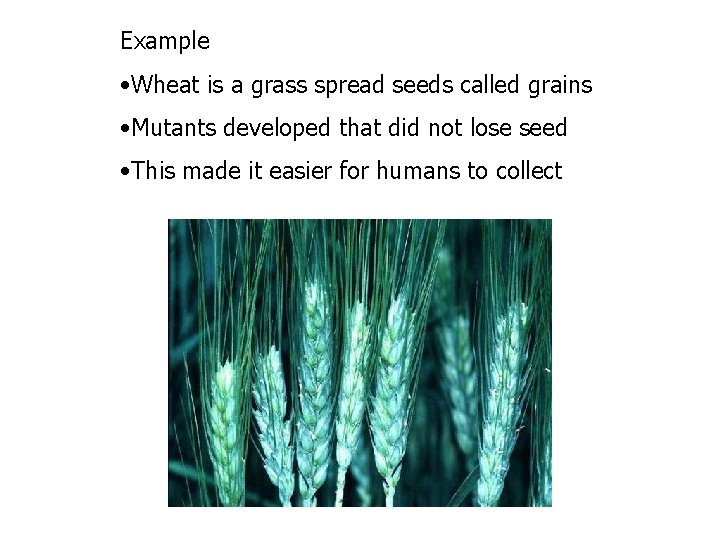 Example • Wheat is a grass spread seeds called grains • Mutants developed that