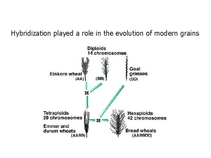 Hybridization played a role in the evolution of modern grains 