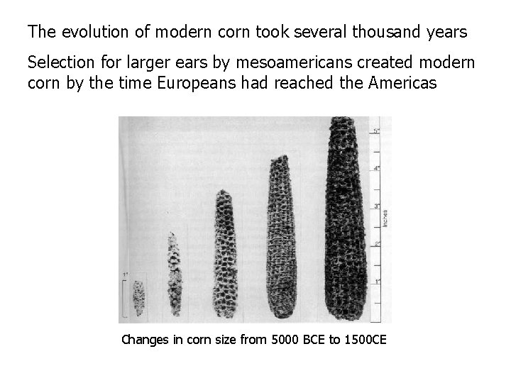 The evolution of modern corn took several thousand years Selection for larger ears by