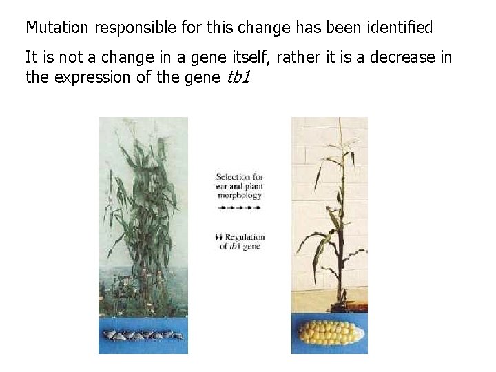 Mutation responsible for this change has been identified It is not a change in