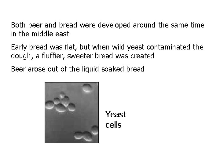 Both beer and bread were developed around the same time in the middle east