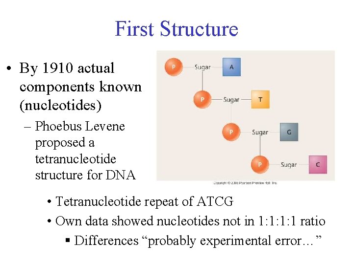 First Structure • By 1910 actual components known (nucleotides) – Phoebus Levene proposed a