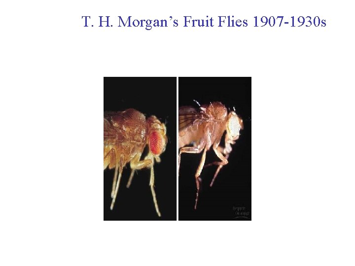 T. H. Morgan’s Fruit Flies 1907 -1930 s 