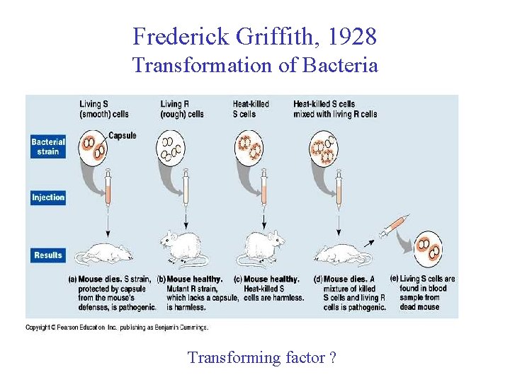 Frederick Griffith, 1928 Transformation of Bacteria Transforming factor ? 
