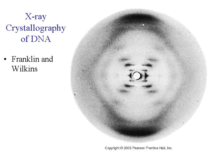 X-ray Crystallography of DNA • Franklin and Wilkins 