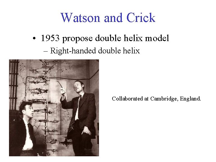 Watson and Crick • 1953 propose double helix model – Right-handed double helix Collaborated