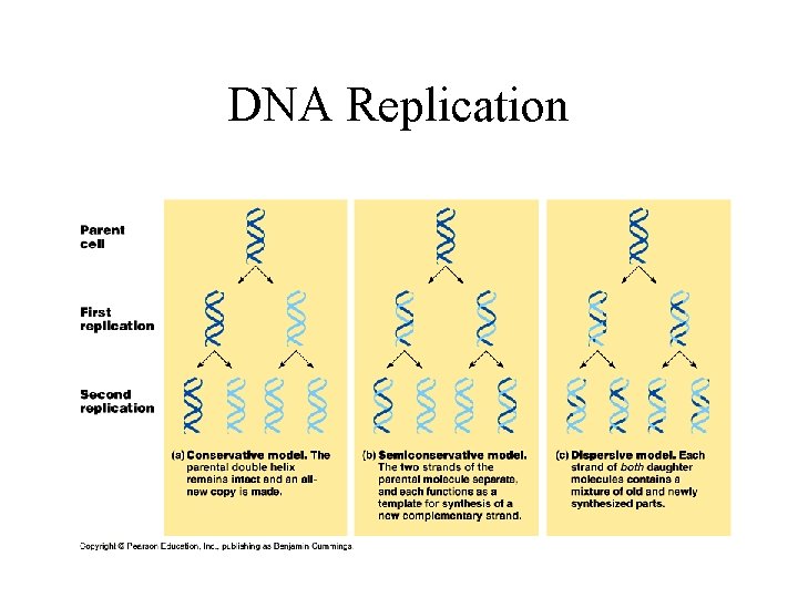 DNA Replication 