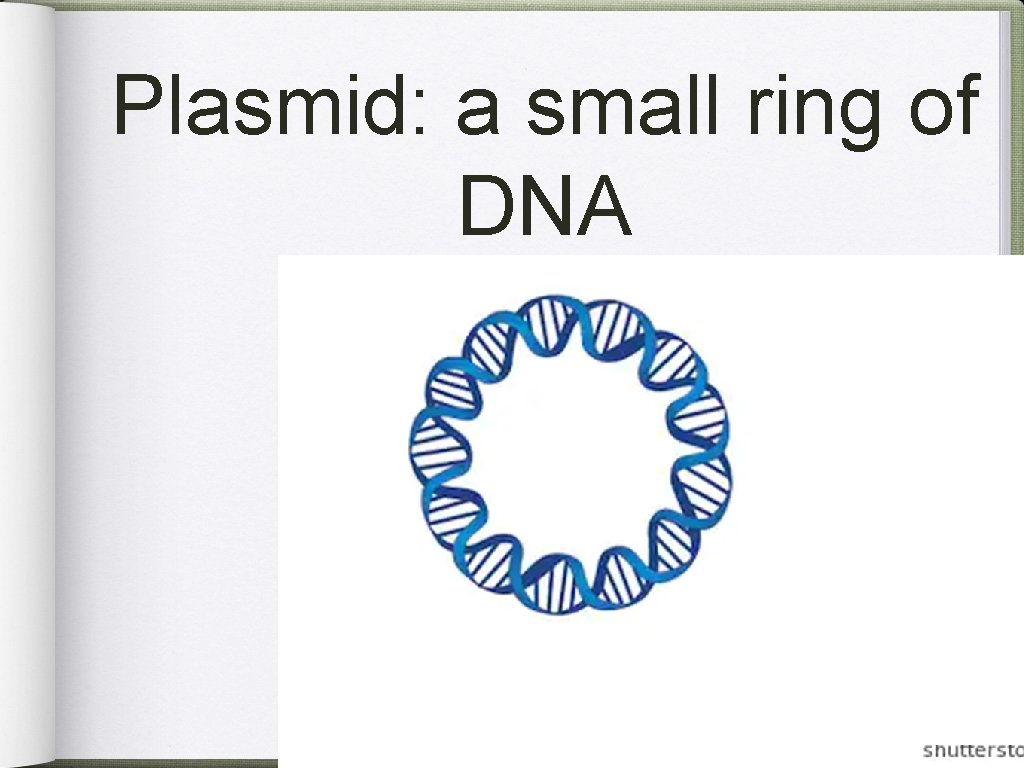 Plasmid: a small ring of DNA 