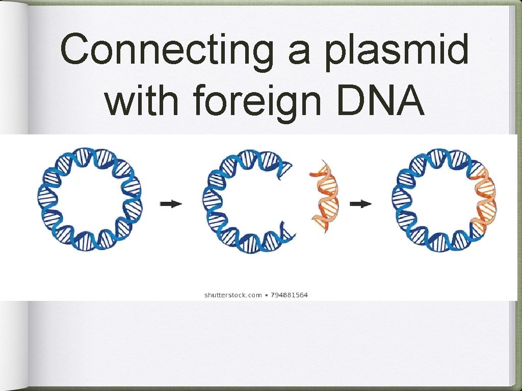 Connecting a plasmid with foreign DNA 