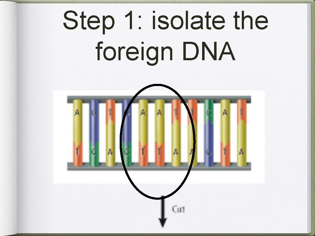 Step 1: isolate the foreign DNA 