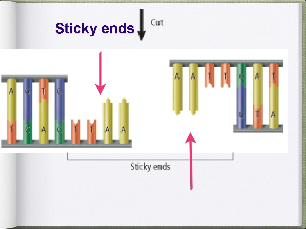 Sticky ends 