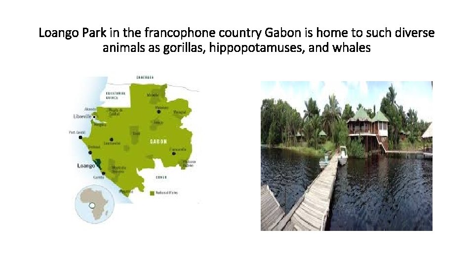 Loango Park in the francophone country Gabon is home to such diverse animals as