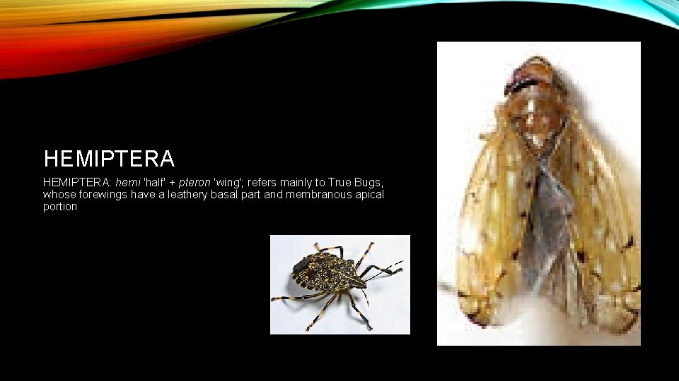 HEMIPTERA: hemi 'half' + pteron 'wing'; refers mainly to True Bugs, whose forewings have
