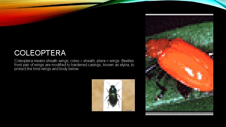 COLEOPTERA Coleoptera means sheath wings; coleo – sheath, ptera = wings. Beetles front pair