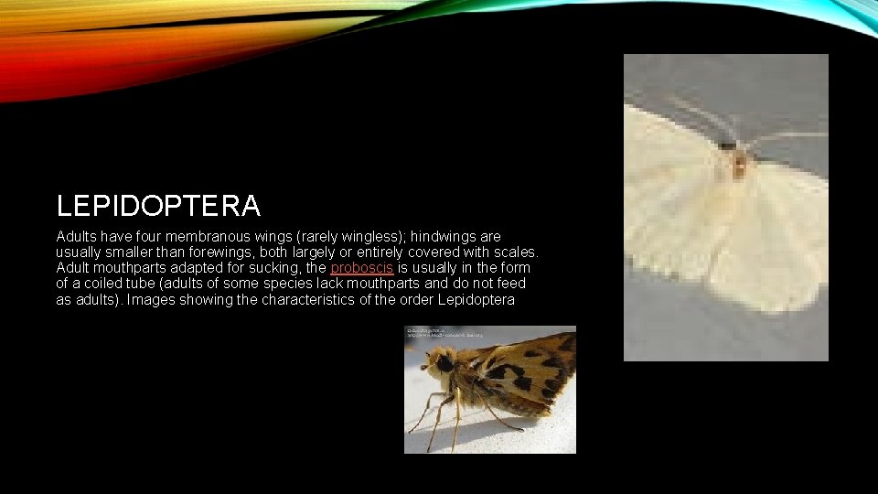 LEPIDOPTERA Adults have four membranous wings (rarely wingless); hindwings are usually smaller than forewings,