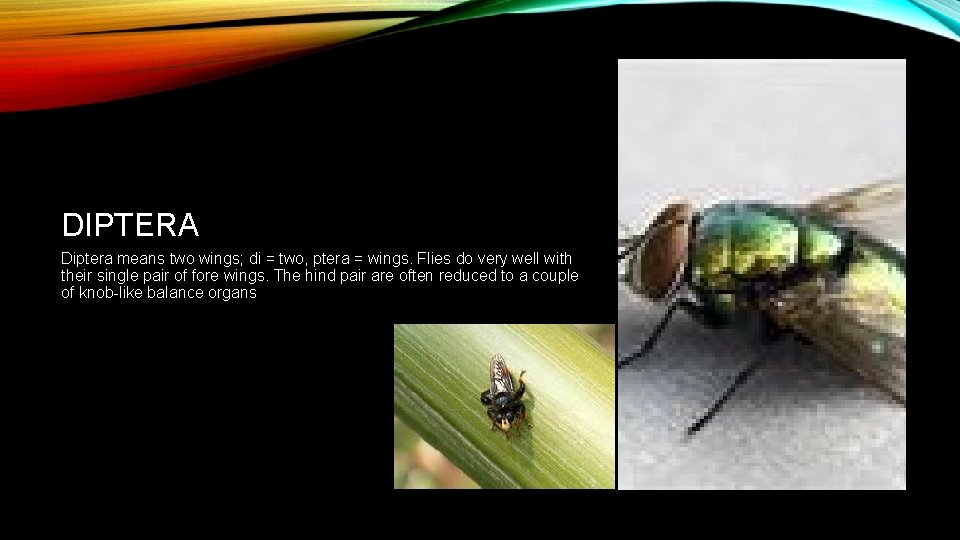 DIPTERA Diptera means two wings; di = two, ptera = wings. Flies do very
