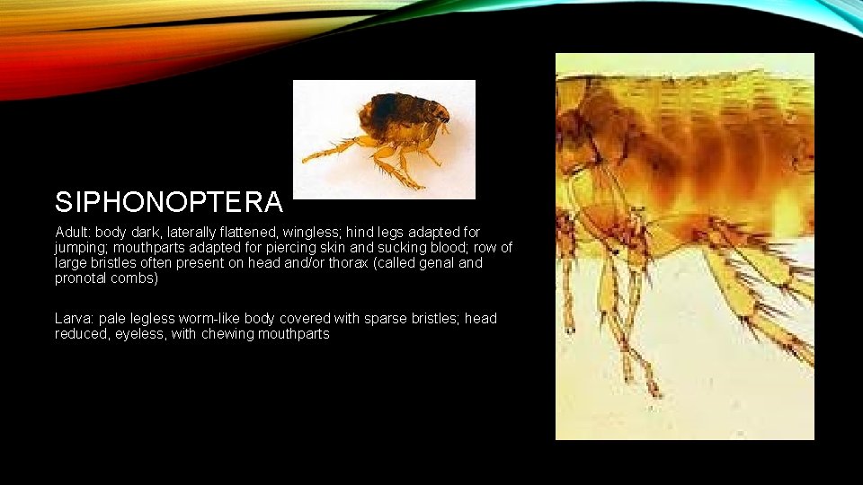 SIPHONOPTERA Adult: body dark, laterally flattened, wingless; hind legs adapted for jumping; mouthparts adapted