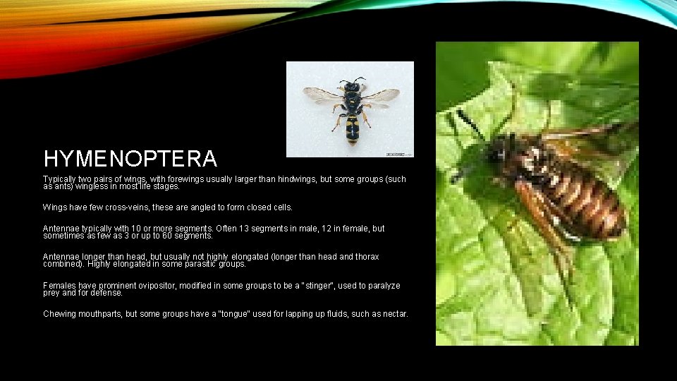 HYMENOPTERA Typically two pairs of wings, with forewings usually larger than hindwings, but some