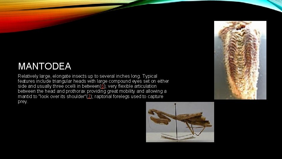 MANTODEA Relatively large, elongate insects up to several inches long. Typical features include triangular