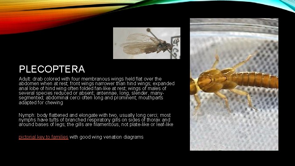 PLECOPTERA Adult: drab colored with four membranous wings held flat over the abdomen when