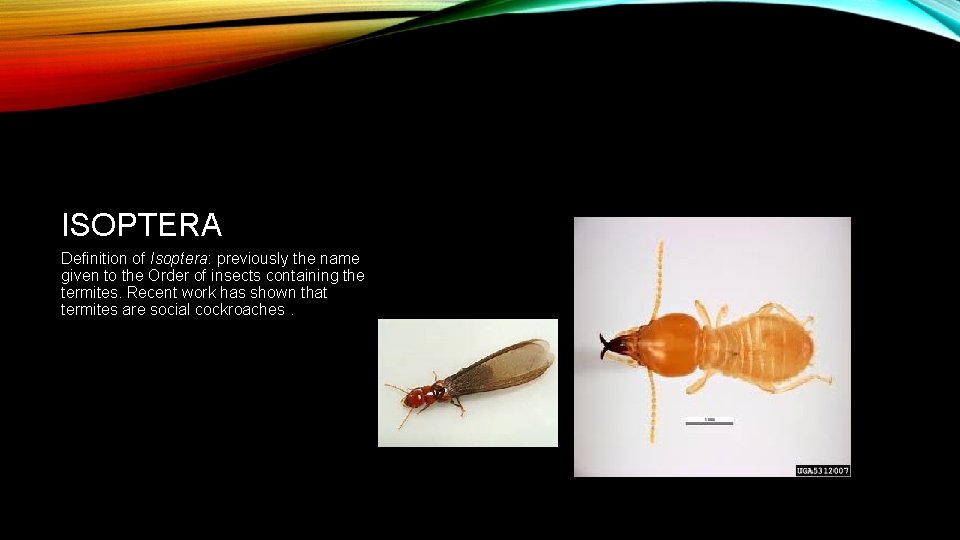 ISOPTERA Definition of Isoptera: previously the name given to the Order of insects containing