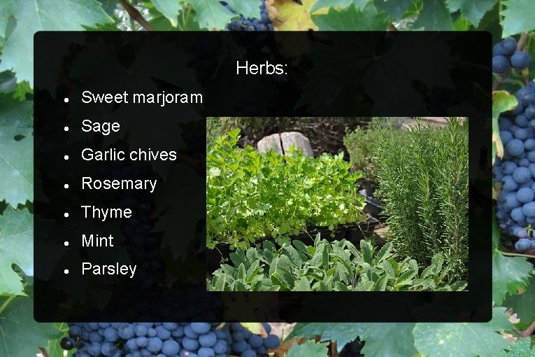 Herbs: Sweet marjoram Sage Garlic chives Rosemary Thyme Mint Parsley 