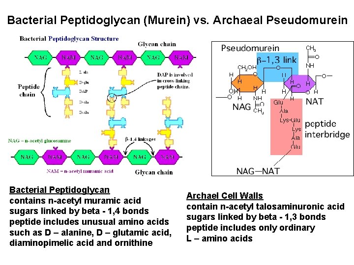 Bacterial Peptidoglycan (Murein) vs. Archaeal Pseudomurein Bacterial Peptidoglycan contains n-acetyl muramic acid sugars linked