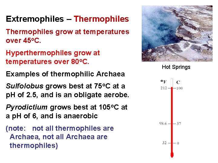 Extremophiles – Thermophiles grow at temperatures over 45 o. C. Hyperthermophiles grow at temperatures