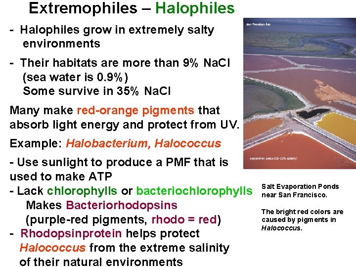 Extremophiles – Halophiles - Halophiles grow in extremely salty environments - Their habitats are