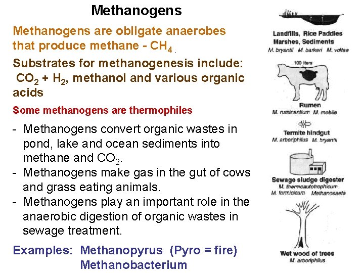 Methanogens are obligate anaerobes that produce methane - CH 4. Substrates for methanogenesis include: